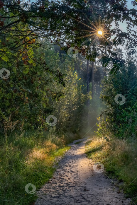 Скачать Солнечная утренняя тропинка в лесу, вид сверху фотосток Ozero