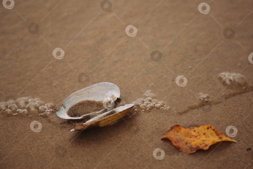Скачать Ракушка лежит на берегу Горьковского моря. фотосток Ozero