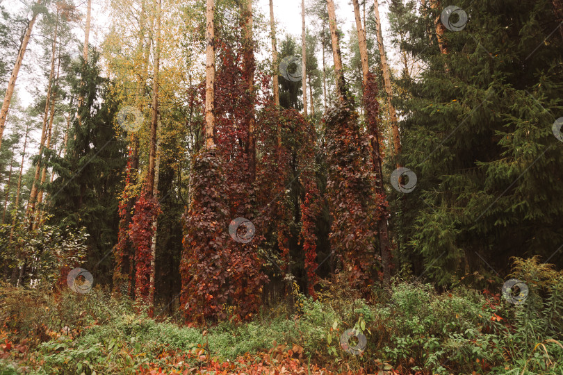 Скачать осенний лес. Яркие краски осени фотосток Ozero