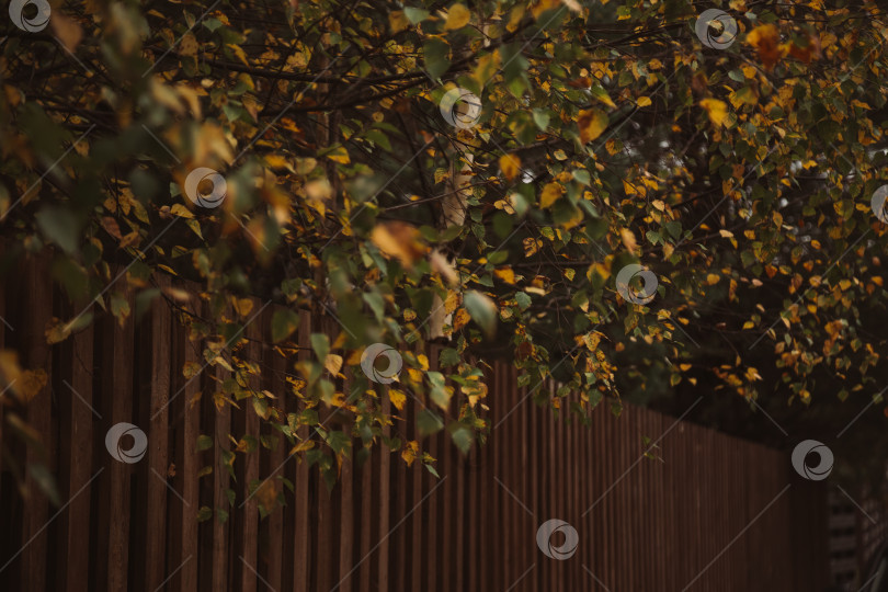 Скачать Забор с изгородью из берез фотосток Ozero