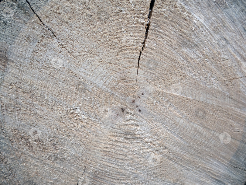 Скачать Годичные кольца срезанного дерева, естественный фон фотосток Ozero