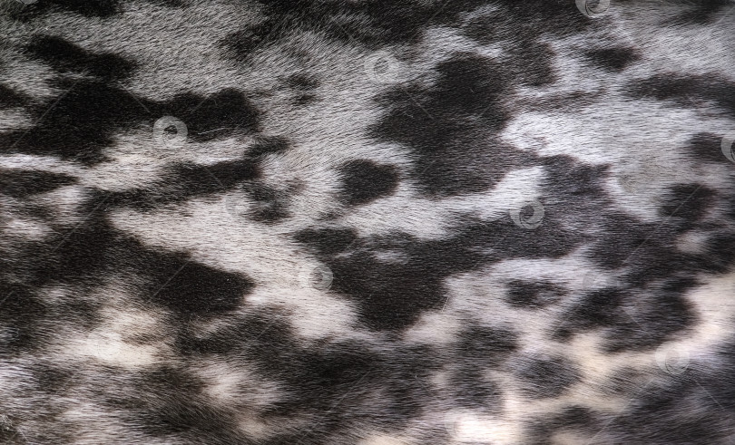 Скачать Красивый фон из пятнистого натурального меха (тюлень) фотосток Ozero