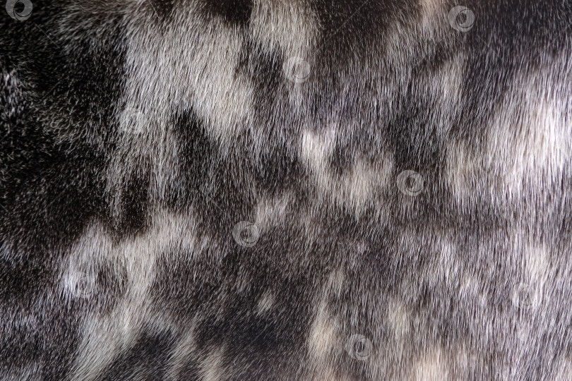 Скачать Красивый фон из пятнистого натурального меха (тюлень) фотосток Ozero