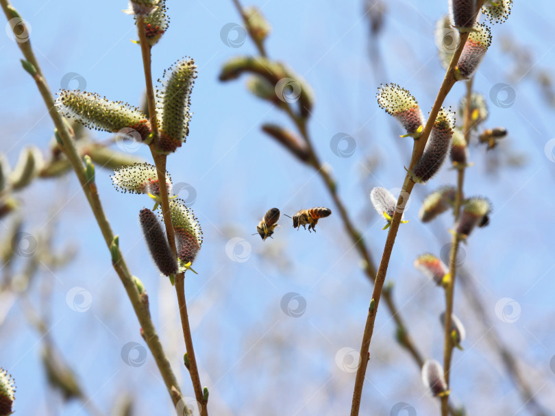 Скачать Две пчелы летают на деревьях. фотосток Ozero
