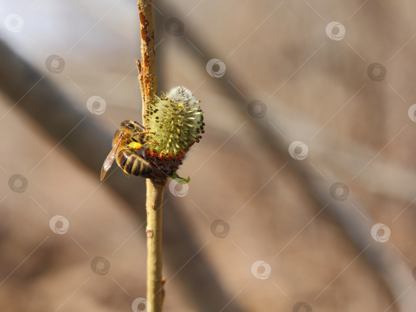 Скачать Пчела села на дерево фотосток Ozero