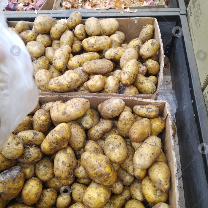 Скачать Отдел картофеля в магазине "Победа". фотосток Ozero