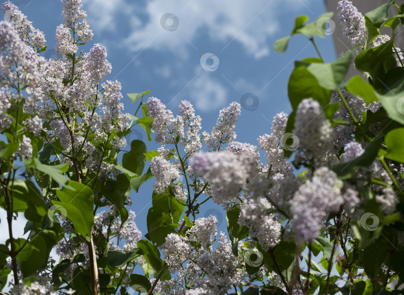Скачать Красивый сиреневый цветок на фоне голубого неба фотосток Ozero