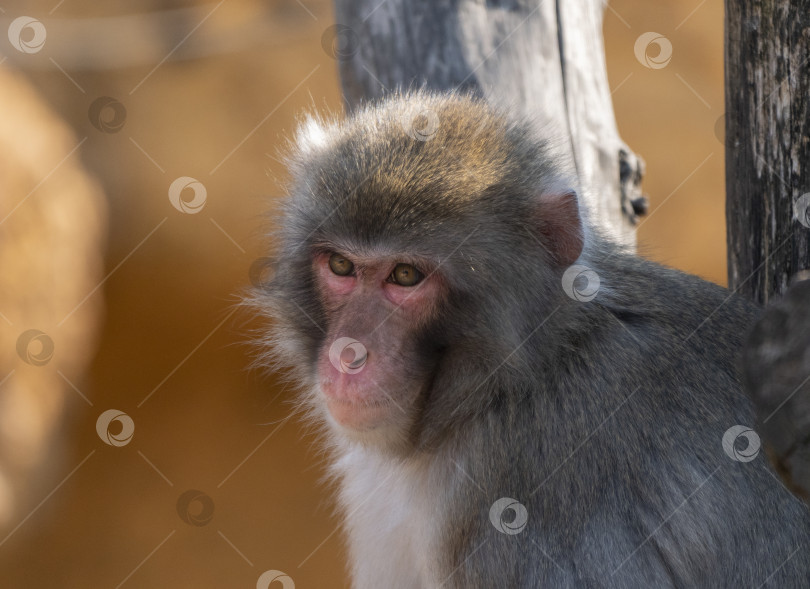 Скачать Портрет японской снежной обезьяны макаки фотосток Ozero