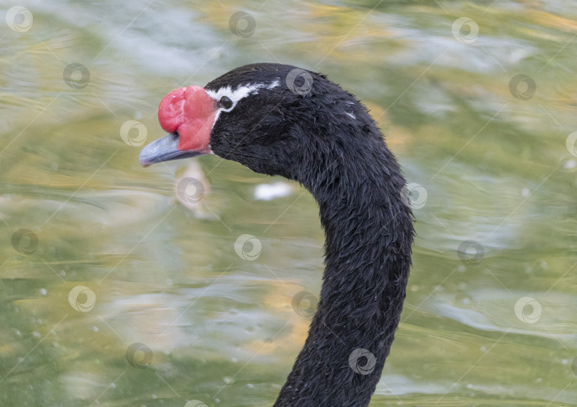 Скачать Изящная шея черного лебедя с красным клювом фотосток Ozero