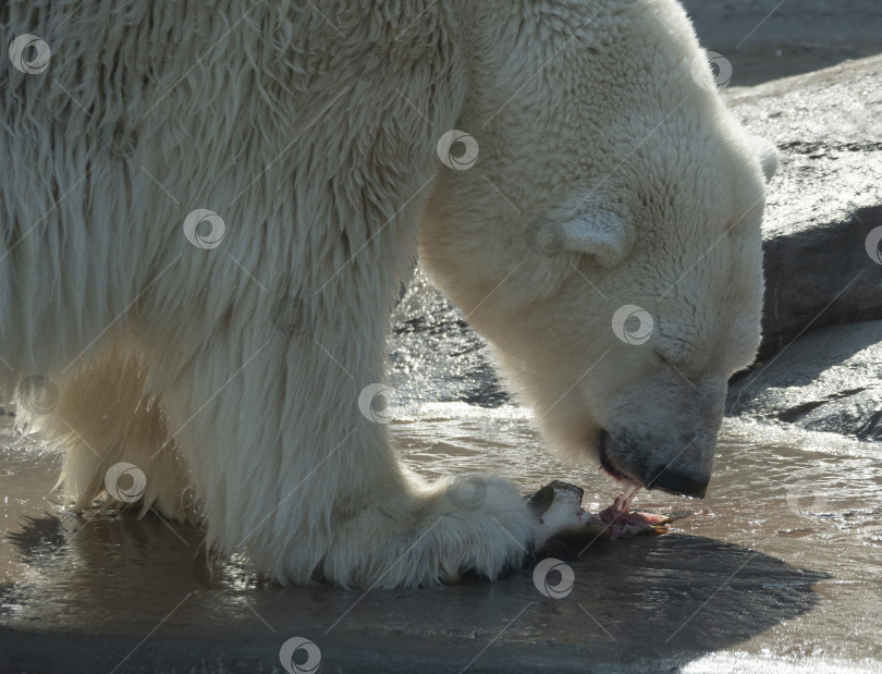 Скачать Белый медведь Ursus Maritimus в солнечный день фотосток Ozero