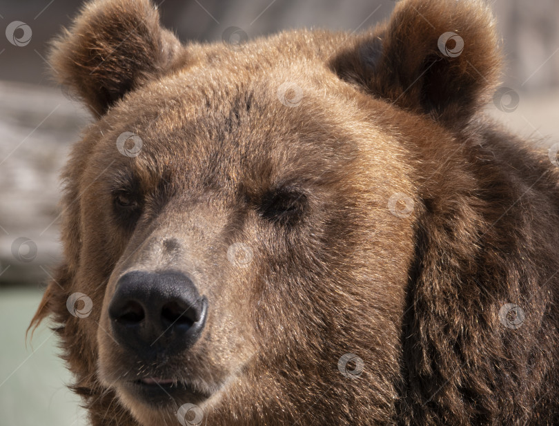 Скачать Портрет бурого медведя (Ursus arctos) на охоте фотосток Ozero