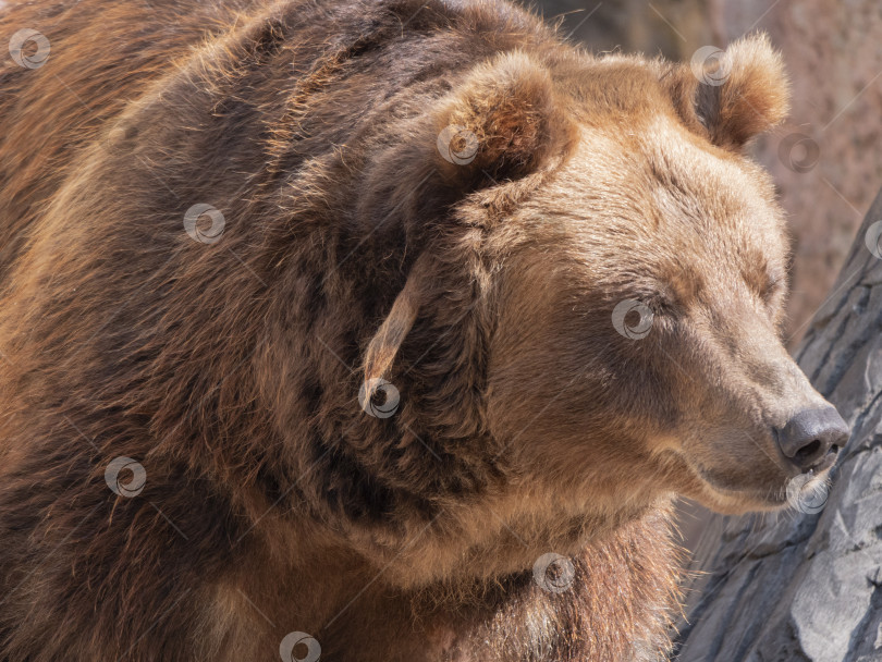 Скачать Портрет бурого медведя (Ursus arctos) на охоте фотосток Ozero