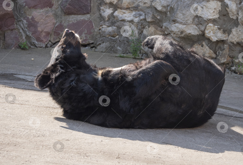 Скачать Гималайский медведь или уссурийский черный медведь (Ursus thibetanus) фотосток Ozero