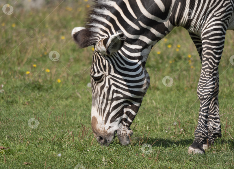 Скачать Африканская красивая зебра ест свежую зеленую траву фотосток Ozero