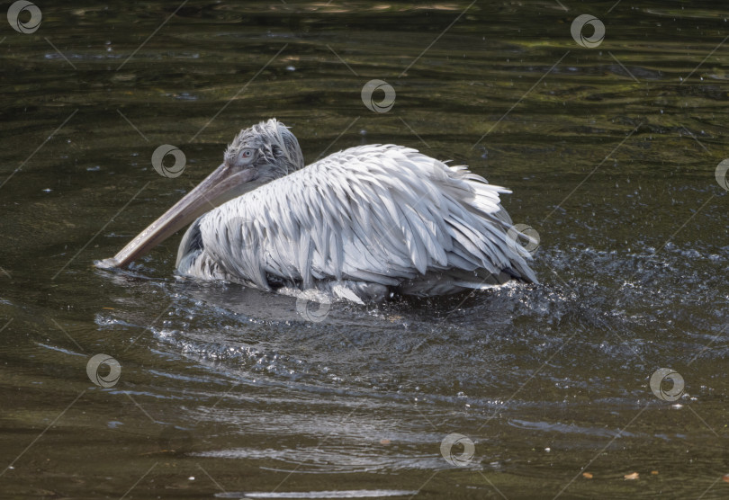 Скачать Белый пеликан (Pelecanus onocrotalus), также известный как Восточный белый пеликан фотосток Ozero