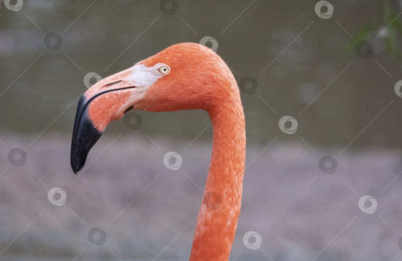 Скачать Портрет розового фламинго в профиль. фотосток Ozero