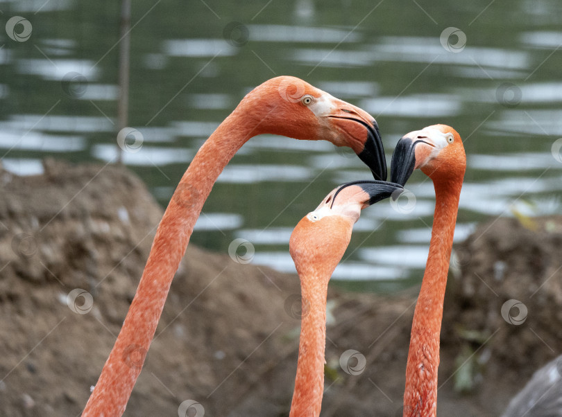 Скачать Портрет трех розовых фламинго на берегу озера фотосток Ozero