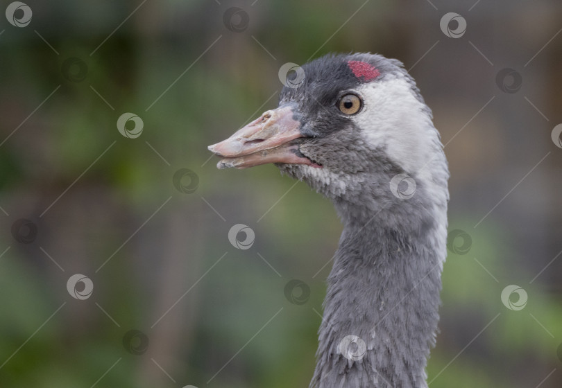 Скачать Портрет журавля с красной короной крупным планом Grus japonensis, также называемого японским журавлем фотосток Ozero