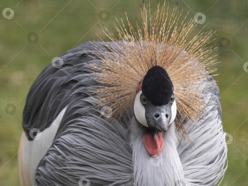 Скачать красивая птица, серый коронованный журавль с голубым глазом и красной бородкой фотосток Ozero