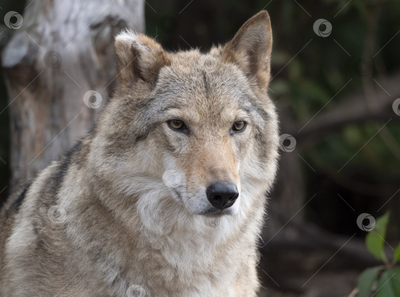 Скачать Портрет серого волка Canis lupus - животное в неволе фотосток Ozero