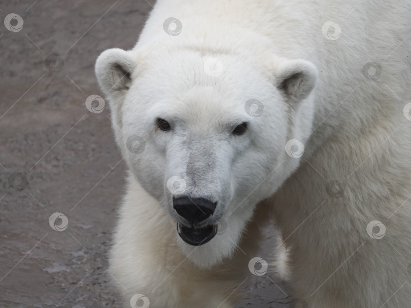 Скачать Белый медведь Ursus Maritimus в солнечный день фотосток Ozero