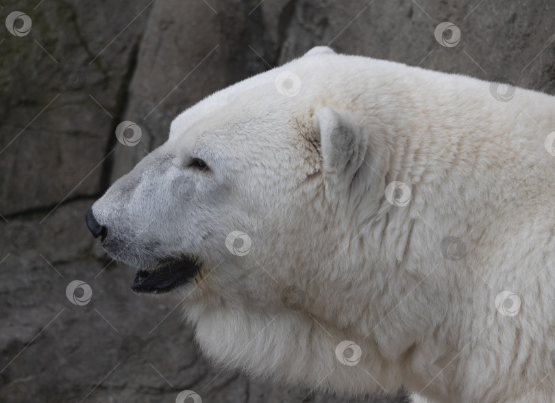 Скачать Белый медведь Ursus Maritimus в солнечный день фотосток Ozero