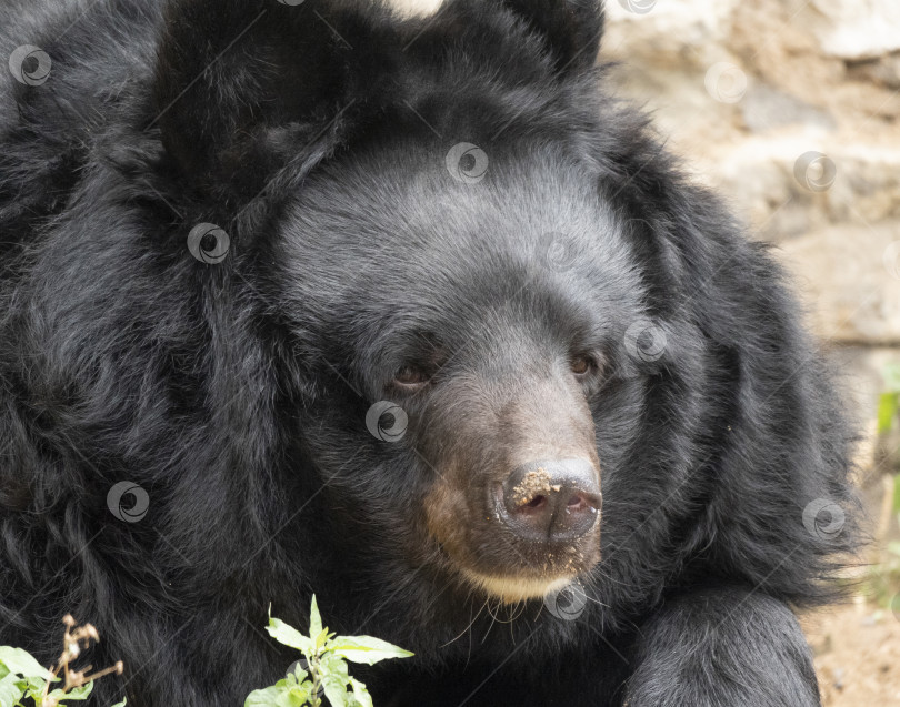 Скачать Гималайский медведь или уссурийский черный медведь Ursus thibetanus фотосток Ozero