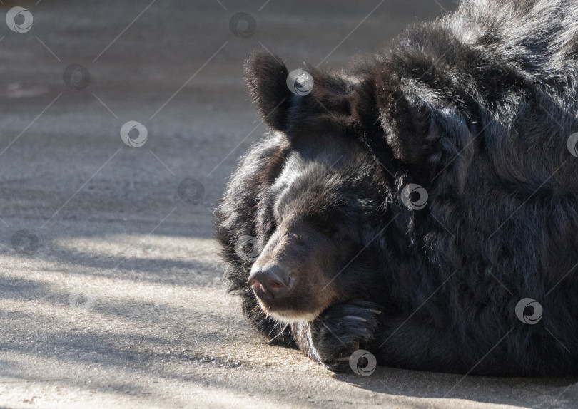 Скачать Гималайский медведь или уссурийский черный медведь Ursus thibetanus фотосток Ozero