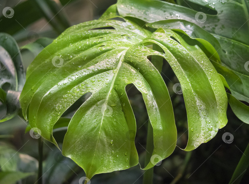 Скачать Большой зеленый лист растения Монстера фотосток Ozero