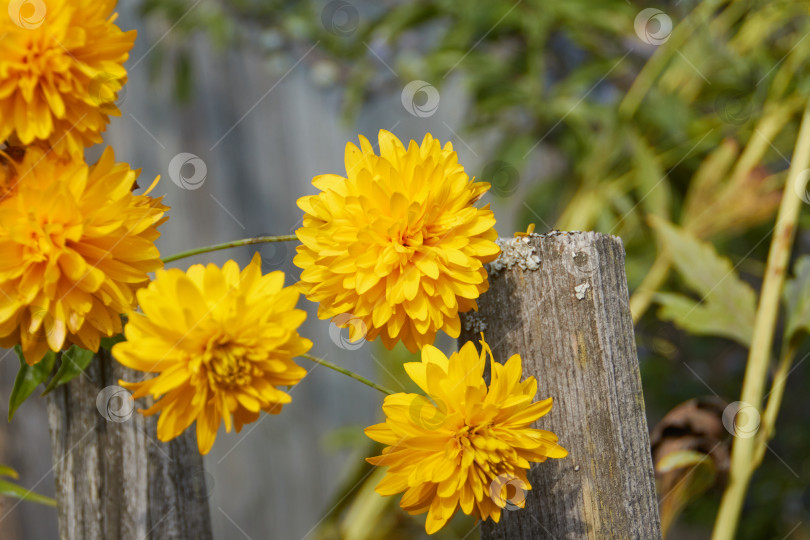Скачать желтые цветы в саду фотосток Ozero