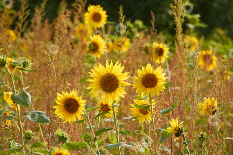 Скачать подсолнух в поле фотосток Ozero