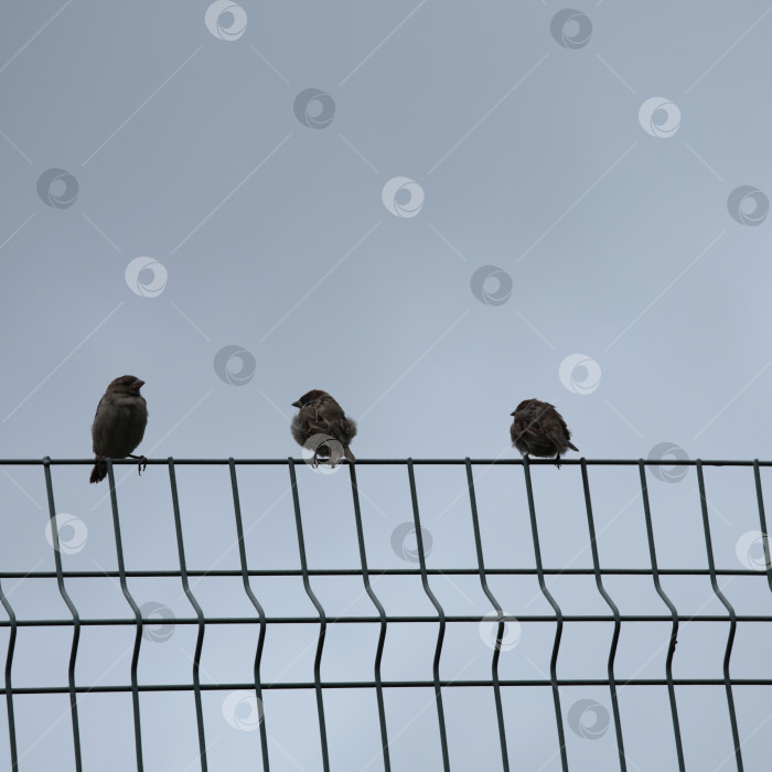 Скачать воробьи и утро фотосток Ozero