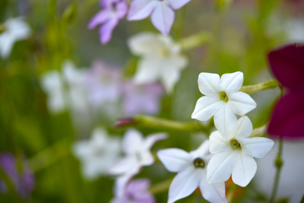 [object Object] undefined