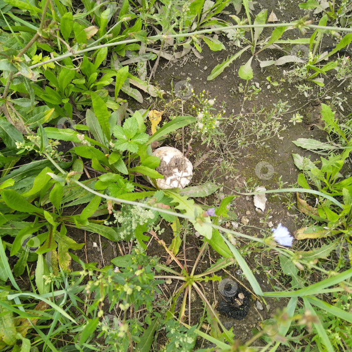 Скачать Шампиньон. фотосток Ozero