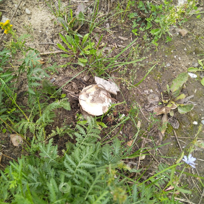 Скачать Шампиньон. фотосток Ozero