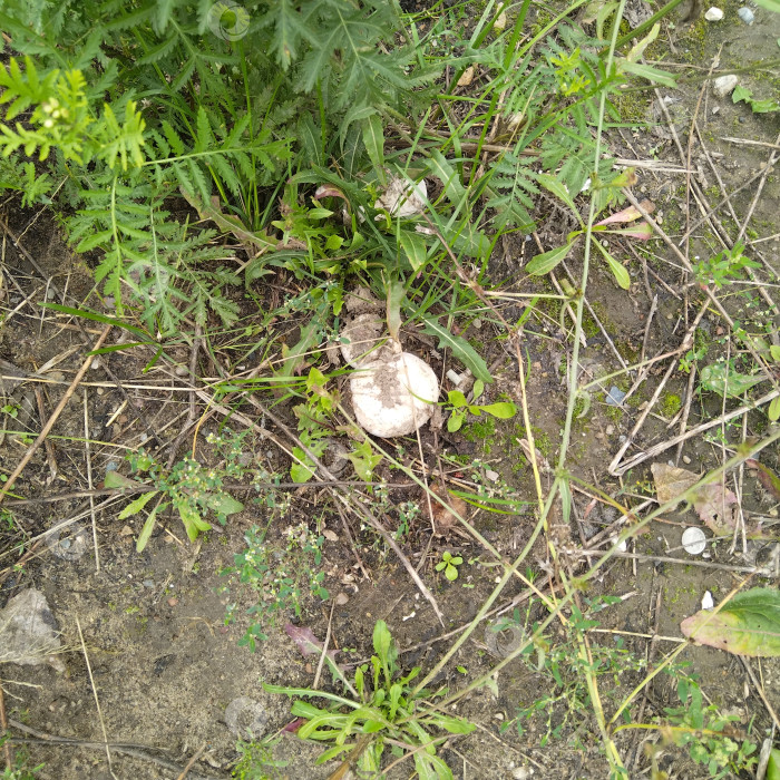 Скачать Шампиньон. фотосток Ozero