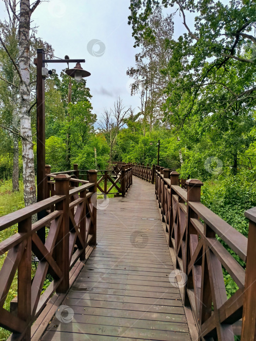 Скачать Эко тропа в лесу фотосток Ozero