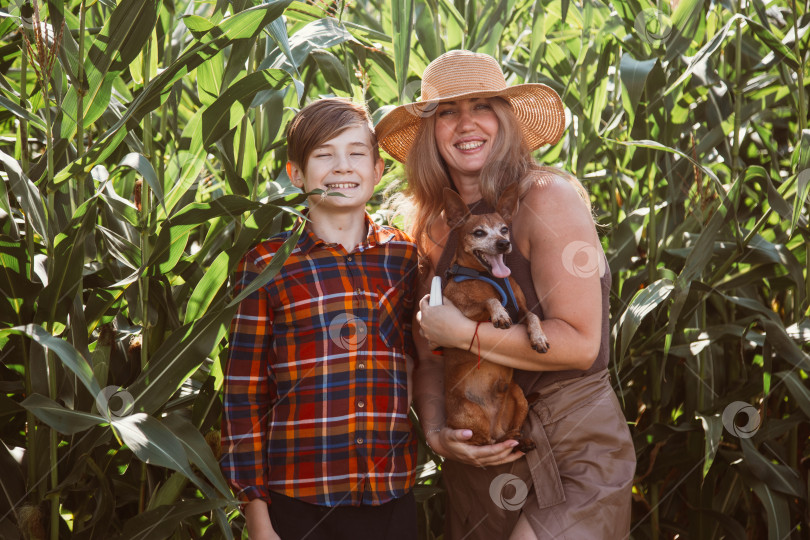 Скачать мама с сыном и маленькой собакой отдыхают в сельской местности. Семья в кукурузном поле фотосток Ozero