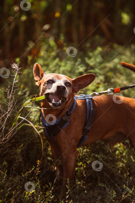 Скачать маленькая собачка гуляет на природе фотосток Ozero