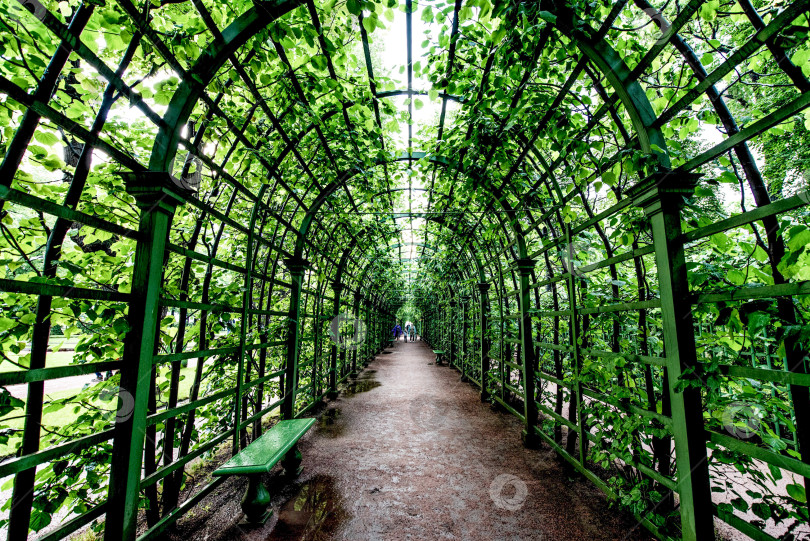 Скачать Санкт-Петербург, Россия, 25 июля 2017 года, панорамный пейзаж парка "Летний сад" фотосток Ozero