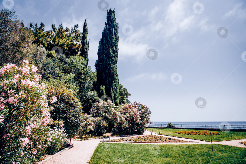 Скачать Пейзаж Воронцовского парка с деревьями, травой, газоном и дорожками, Алупка, Крым фотосток Ozero