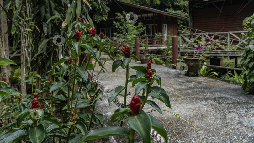 Скачать Красивое тропическое растение Costus woodsonii в парке фотосток Ozero