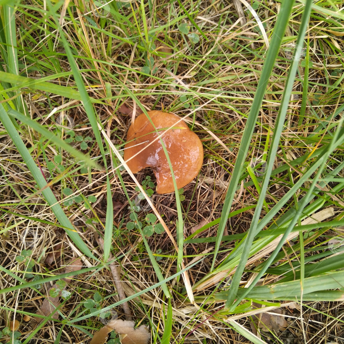 Скачать Маслёнок. фотосток Ozero