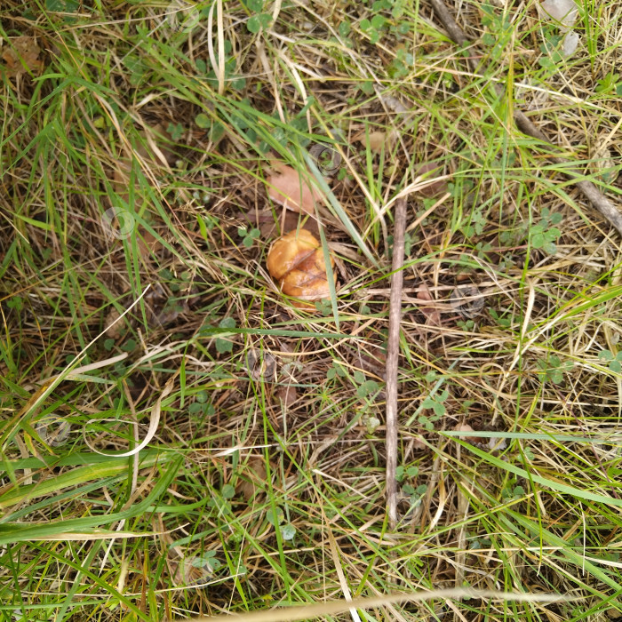 Скачать Маслёнок. фотосток Ozero