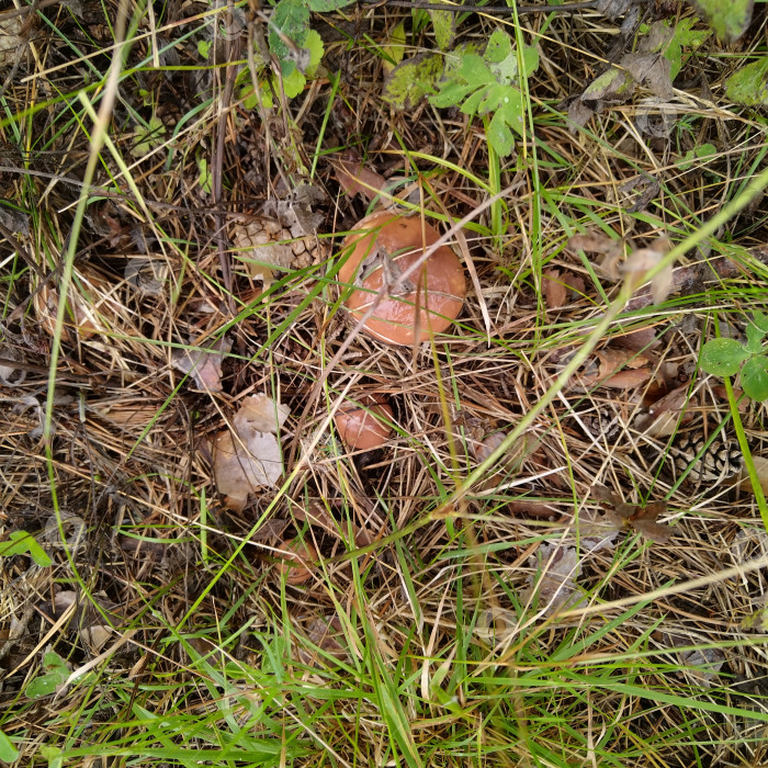 Скачать Маслята. фотосток Ozero