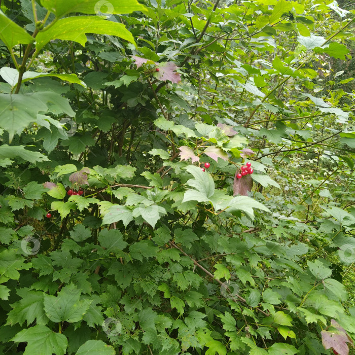 Скачать Калина. фотосток Ozero