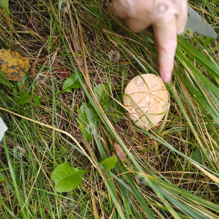 Скачать Подберёзовик. фотосток Ozero