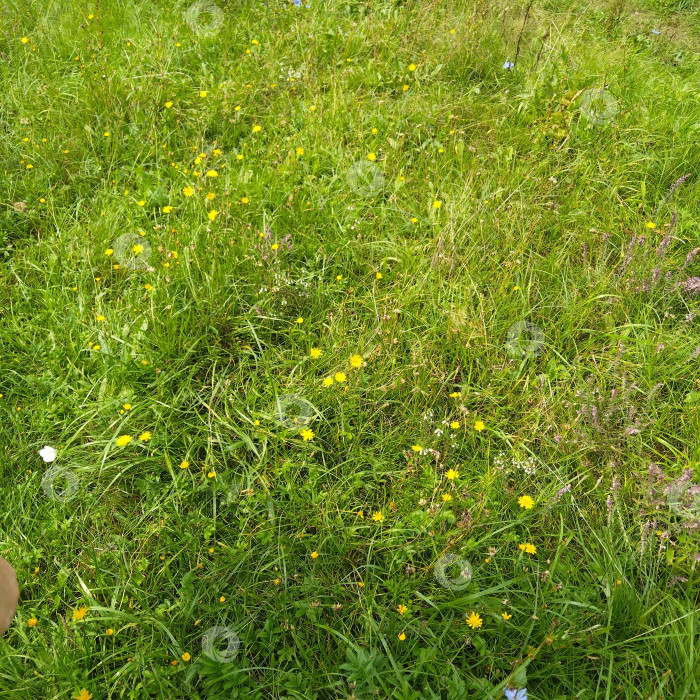 Скачать Бабочка. фотосток Ozero