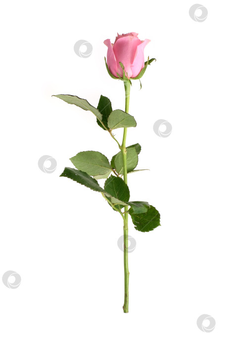 Скачать Нежно-розовый цветок розы, выделенный на белом фоне, вырез готов фотосток Ozero