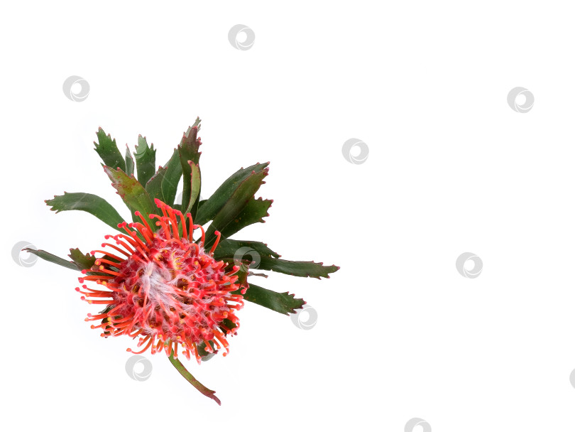 Скачать Цветок лейкоспермума (подушечки для булавок), выделенный на белом фоне, готов к вырезанию. Вид сверху фотосток Ozero